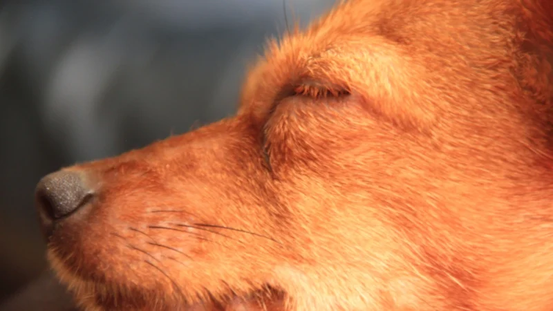 Abschalttraining mit VioCanis Hundeschule Schwarzenbek