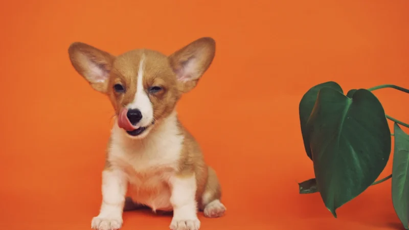 Beratung vor der Anschaffung eines Hundes bei VioCanis Hundeschule Schwarzenbek