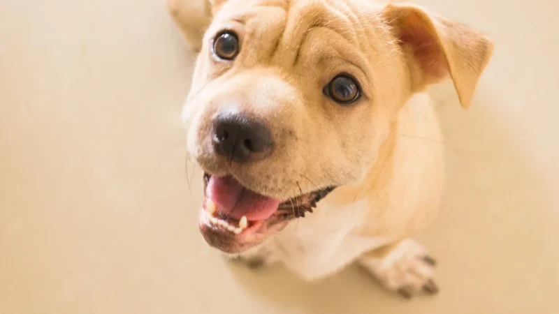 Jetzt Erstgespräch Hundeschule VioCanis Schwarzenbek buchen