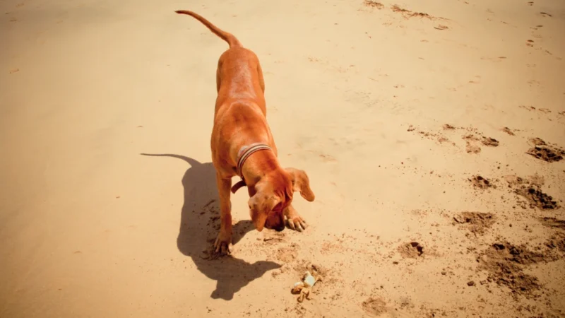 Fährtenworkshop mit VioCanis Hundeschule Schwarzenbek