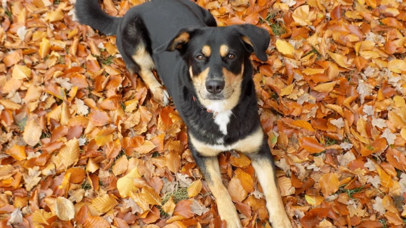 Hunde Einzeltraining mit VioCanis Hundeschule