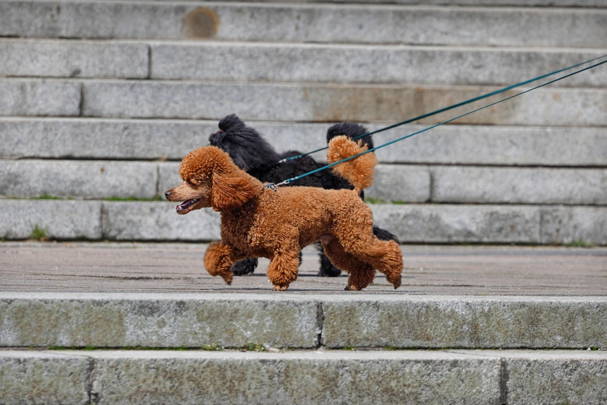 Hundtraining im Alltag mit der Hundeschule VioCanis
