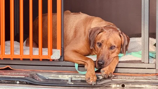 Abschalttraining für Hunde in Schwarzenbek
