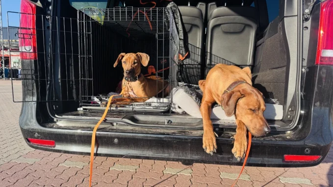 Entspannungstraining für Hunde buchen