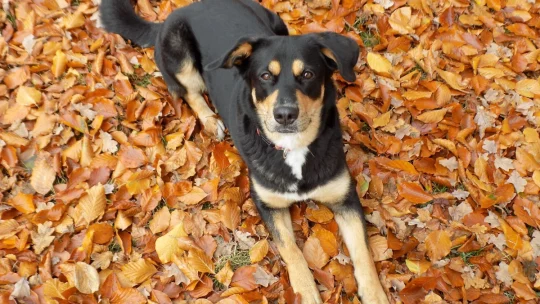 Angebot Hunde Einzeltraining mit VioCanis Hundeschule