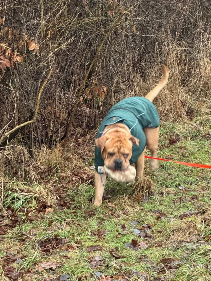 VioCanis Hundeschule Hamburg – individuelles Hundetraining