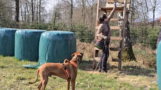 Hundeschule Schwarzenbek 1