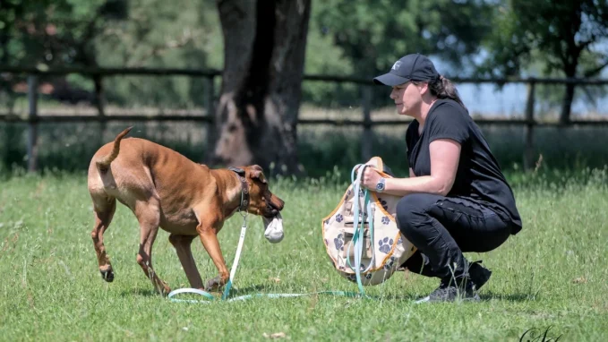 Meine Angebote in der Hundeschule Schwarzenbek und Umgebung