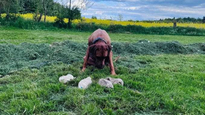 Hundeschule Schwarzenbek 14