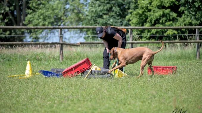 Hundeschule Schwarzenbek 3