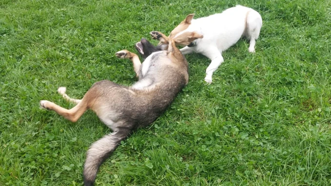 Hundeschule Schwarzenbek 5