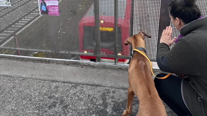 Hundeschule Schwarzenbek 6