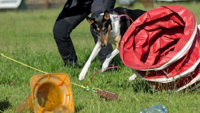 Hundeschule Schwarzenbek 9