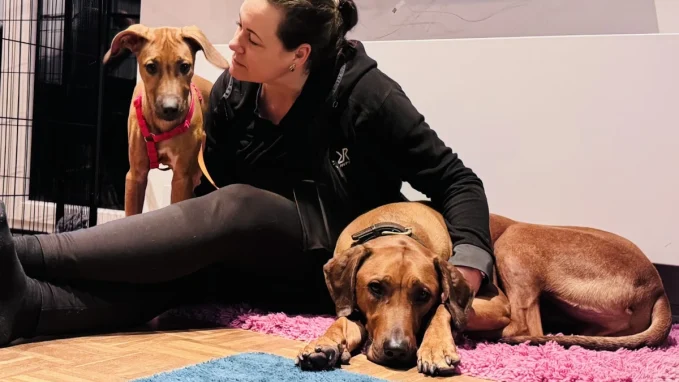 Hundetraining VioCanis Schwarzenbek