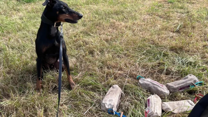 Hundetrainingsschule Schwanzenbek und Umgebung
