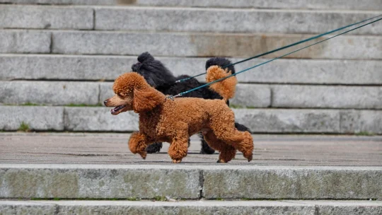 Hundtraining im Alltag mit der Hundeschule VioCanis