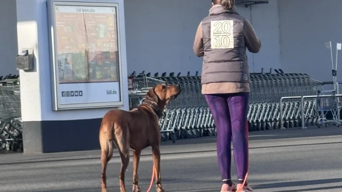Training für Hunde und Welpen Schwarzenbek